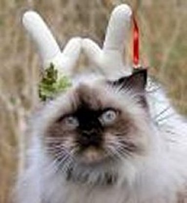 Images/Xmas Kitty.jpg